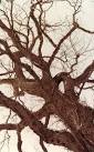 Dutch Elm Disease strikes Badingham. One of our larger trees a couple of - via Daymix
