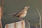 in western and southern Europe. This is a migrant on its way back north. - via Daymix