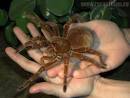 La araña más grande del mundo | Mejores Mascotas