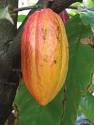 Cocoa Price Now GH¢3280 | VibeGhana.