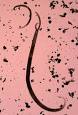 Cannibalism (zoology) - Wikipedia, the free encyclopedia