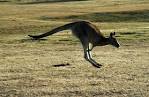 Eastern Grey Kangaroo ~ Animals ~ Interllectual.