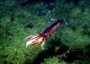 LHSVirtualZoo - Japanese Flying Squid