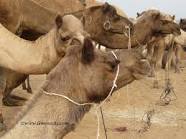 camels