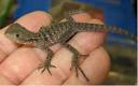 Baby Australian water dragon