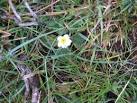 This is a primrose,flowering in the wild in early October. Things have - via Daymix