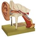 Anatomical models and educational anatomy teaching aids