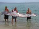 Coolic: big fish