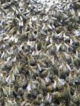 Natural Beekeeping Forum   View topic   Please help identify bees