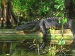 Crocodile And Alligator 2425   Crocodile and Alligator Wallpaper