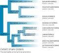 Outline of sharks - Wikipedia, the free encyclopedia