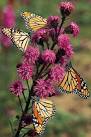 Butterfly Garden, a spring delight!