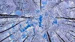 Winter Snowflake Wallpapers | Winter Beautiful Nature Wallpapers