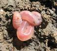 Earthworms