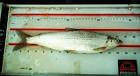 Least cisco coregonus - via Daymix