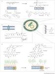 Figure 1 : The evolution of fungal drug resistance: modulating the ...