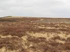 NY8842 : The headwaters of the burn in Whimsey Cleugh (3g) - via Daymix