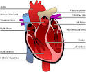 The Human Heart