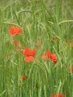 Wild poppies (Papaver rhoeas) - via Daymix