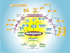 Pulmonary Arterial Hypertension: Future Directions, Report of an ...