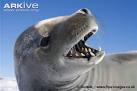 ARKive - Crabeater seal videos, photos and facts - Lobodon ...
