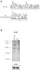 ScienceDirect.com - The American Journal of Human Genetics ...