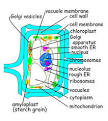 Structures Found Inside Cells - National Research Council Canada