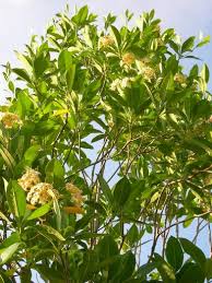 http://www.thaiherbweb.com/articles/541606/%E0%B8%AA%E0%B8%A1%E0%B8%B8%E0%B8%99%E0%B9%84%E0%B8%9E%E0%B8%A3%E0%B8%A5%E0%B8%94%E0%B8%AB%E0%B8%99%E0%B9%89%E0%B8%B2%E0%B8%97%E0%B9%89%E0%B8%AD%E0%B8%87_%E0%B8%88%E0%B8%95%E0%B8%B8%E0%B8%9C%E0%B8%A5%E0%B8%B2%E0%B8%98%E0%B8%B4%E0%B8%81%E0%B8%B0.html