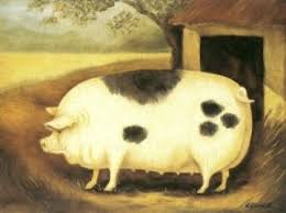 This is what a Gloucester Old Spot pig looks like