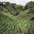 Coffee production in India - Wikipedia, the free encyclopedia