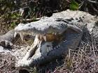 Crocodile head public domain - via Daymix