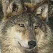GrayWolf2_AshleyMcPherson_219x ...