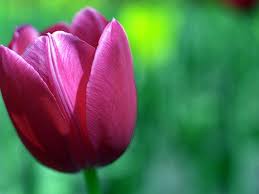 La tulipe . Images?q=tbn:ANd9GcQa7Q1MSGM1Eg9wOp_ybveK2S2tA1LmwskaARAIlLTUY7nseMIA