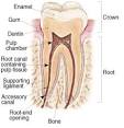 Root Canal Treatment - Get the Facts About Root Canals and Pain