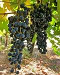 Mokelumne Glen's beautiful obsessions « Lodi Wine