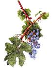 Columbia Valley Winery Association - Wine Tours Tasting and Events