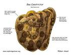 Boa Constrictor -- Exploring Nature Educational Resource