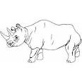 Rhino coloring page