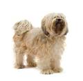 Tibetan Terrier Information, Facts, Pictures, Training and Grooming