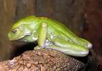File: Waxy .tree.frog.arp.jpg - Wikipedia, the free encyclopedia