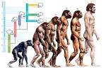Human body <b>evolution</b>