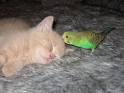 cat and parrot