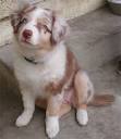 Are you a breedist? (labradors, golden retrievers, spaniel, husky ...