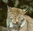 File:Lynx lynx. jpg - Wikipedia, the free encyclopedia