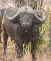 Water Buffalo Pictures and Images