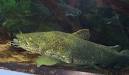 Flathead Catfish: WhoZoo