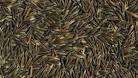 Commodity Image Gallery - Black Oats