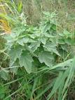 File:<b>Althaea</b> officinalis