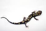 File:Spotted Salamander 3.jpg - Wikimedia Commons