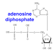 Transition State of an Adenosine Triphosphate Molecule